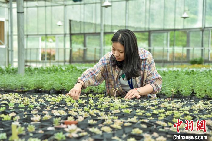 Chen Xie, a post-90s college student, mainly works to maintain plants in greenhouses and flower beds. Photo courtesy of respondents