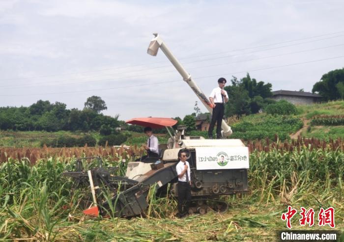 The picture shows Hu Yuan filming Tik Tok with his friends in the sorghum field to record the harvest of sorghum. Photo by Ma Jiaxin